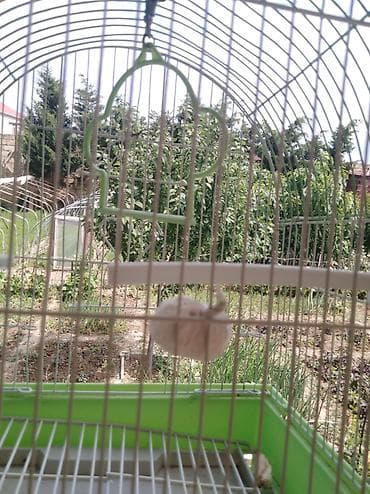 Akvariumlar: Salam quş yuvasidir üstündə gördüyünüz kimin melidə var — 2