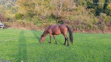 домик для большой собаки: Satış: Xüsusiyyətlər: - Rəng: tünd qəhvəyi (qaradonlu), uzun qara — 2
