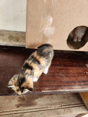 сколько стоит котёнок: Самка — 1