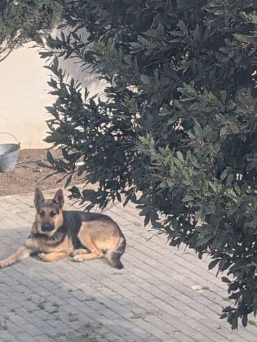 Qaşıqlar: Alman çoban iti, Erkek, Peyvəndli — 4