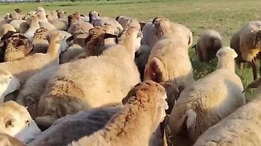 bülbül quşu satışı: Dişi, il: 1, Damazlıq, Pulsuz çatdırılma — 3