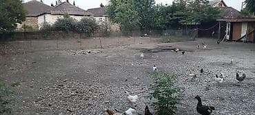 bakida torpaq almaq: 3 sot, Tikinti, Barter mümkündür, Kupça (Çıxarış) — 3