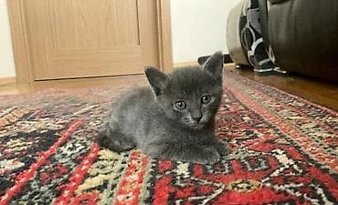 Erkək, Dişi, Yaxşı əllərə lalafo.az -da Erkək, Dişi, Yaxşı əllərə