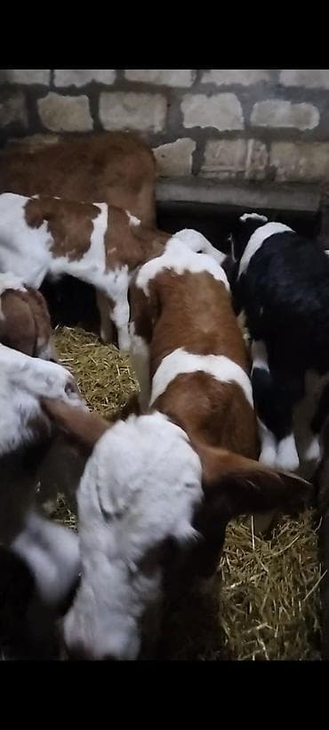 kok dana: Ünvan AĞDAM rayonu cins buzovlar Erkək Dişi qiymed Buzova gore deyiwir — 6