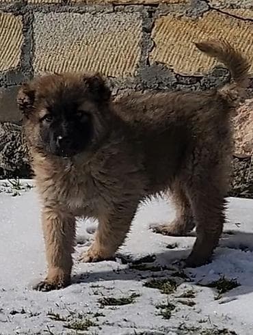 çoban iti qiyməti: Salam vulkadav 3 aylıq köçüydü erkeydi vaksinler vorulub heç bir — 1