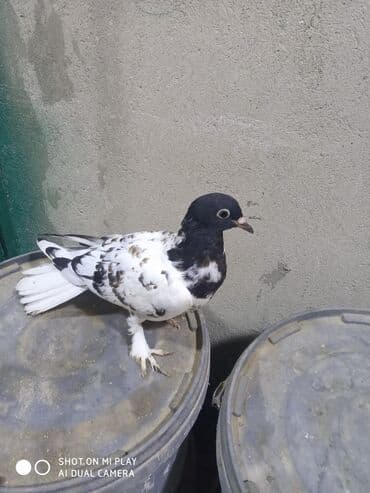 arı şəkilləri: Qara-ağ ləkəli dekorativ göyərçin - Rəng: baş və boyun hissəsi tünd — 7