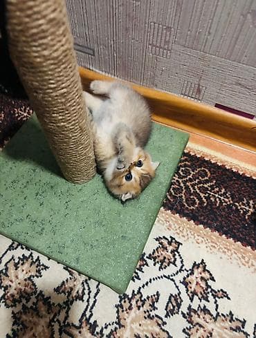 arpa bugda satisi: Şinşilla, Erkək, Dişi — 7