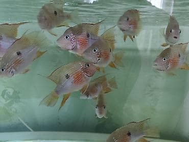 bala itler: Eliot balığı, Yırtıcı, Ünvandan götürmə, Ödənişli çatdırılma — 4