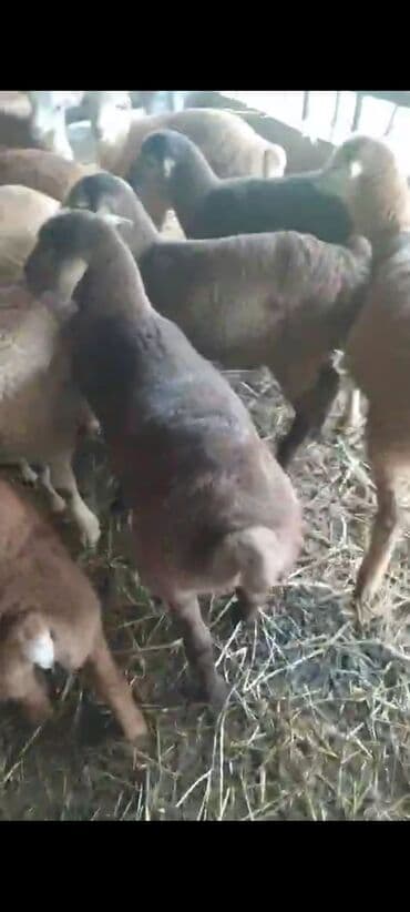 Kök quzular Bakı şəhərine catdirma var resdaranlara kom şəkildə tam