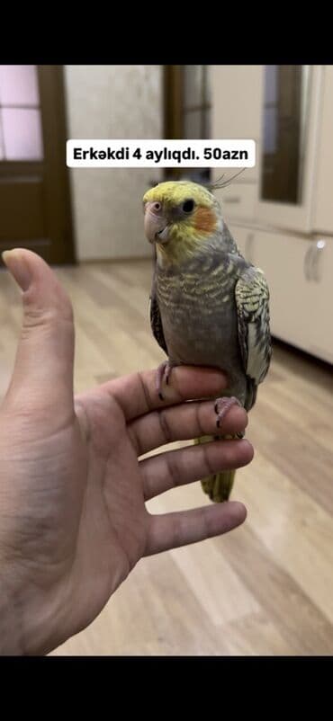 Növlə: Nimfa tutuquşu (Cockatiel) Cins: Erkək Yaş: 4 aylıq