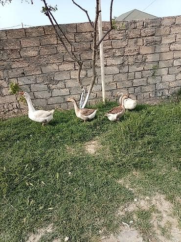 3 fere 1 erkey saglamdilar erkeyin qiymeti ayridi real alicilar yazsin