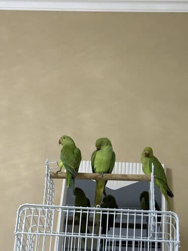 попугай ара цена: Ajarella Pakistan Pəncabdan gəlib bir başa — 1