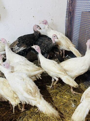 Inəklər, öküzlər: Salam hündüşkalar satılır 2aylıqıdlar1,5kq 2kq cəliləri var həm — 3