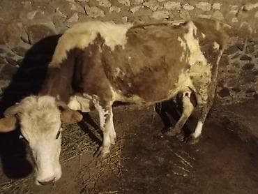 Mal-qara: Dişi, Simental, il: 4, 140 kq, Damazlıq, Ətlik, Ünvandan götürmə — 3