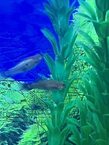 bengal pisik satilir: Molinezi, Sülhsevər — 5