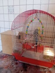 купить клетки для попугаев: Tutuquşları — 6