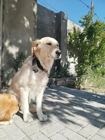 it yemi satilir: Qızılı Retriver – səmimi və mehriban ailə iti - Cins: Golden — 3