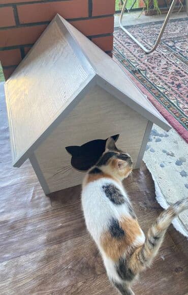 it yuvasi: Salam. Pişik, dovşan və itlər üçün keyfiyyətli yuvalara sifariş qəbul — 3