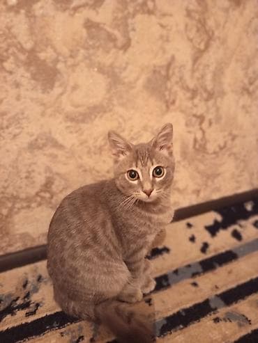 Tabbi, Yaxşı əllərə