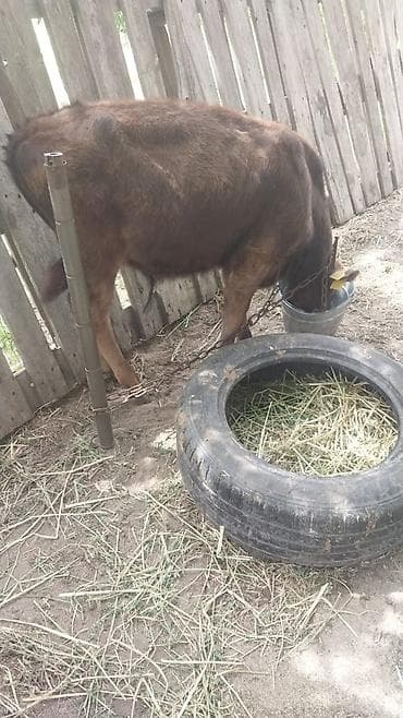 doberman erkek: Erkək dana 6aylıq. Kürdəxanı kəndi — 1