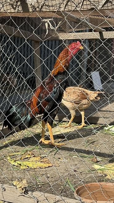 Digər heyvanlar: Məhsul: Uzunboyun, möhkəm quruluşlu heyratı xoruzu (ehtimalən — 2