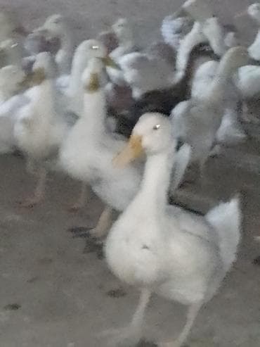ordək balası və cucə: Satışda ördək sürüsü - Növ: ağ və qarışıq rəngli ev ördəkləri — 8
