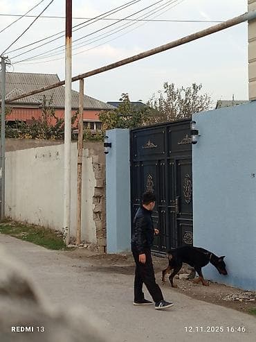 haski itləri: Doberman, 1 il, Erkek, Ünvandan götürmə — 6