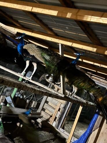 danişan quş: Tovuz quşları Dişi 575 manat Erkək 1050 manat Əlavə məlumat üçün əlaqə — 2