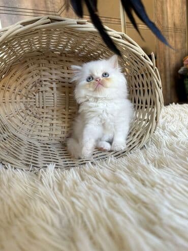 şotlan pişik: Şotland yastı qulaq, Erkək, Dişi, Yaxşı əllərə, Ünvandan götürmə, Pulsuz çatdırılma, Ödənişli çatdırılma — 191