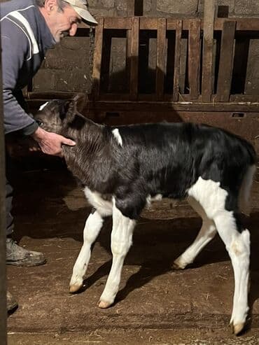 Dovşanlar: 10 günlük dişi buzov satılıt anası 2 ci qarna doğub 28 lt təmiz süd — 3