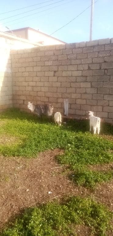 keci sani: Salam saglam arpa yonca yeyen heyvanlardı ekiz baladı real alıcılar — 2