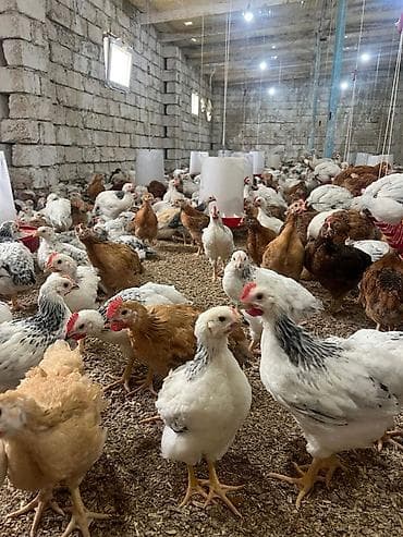 broyler cuceleri: Toyuq cücələri, Ətlik — 3