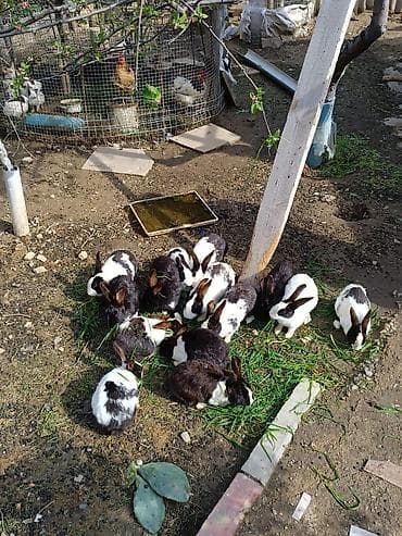 dovsan paltari: Ağ-qara rəngli rex tipli ev dovşanları - Cins: qarışıq yerli ət-yun — 4