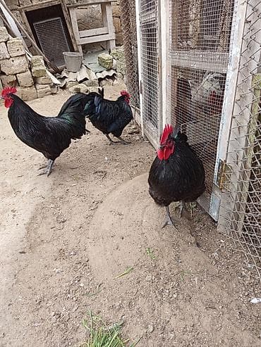 Akvariumlar: Məhsul:avstroloq damazlıq xoruzlar .10 ayliq əlaqə nomre 070 253 14 11 — 3