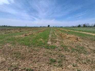 a frame evlər kirayə: 36 sot, Kənd təsərrüfatı, Barter mümkündür — 2