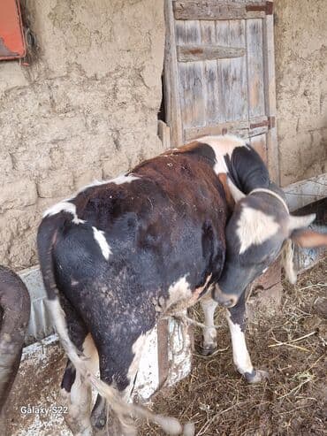bakida cins ineklerin satisi: Satlıq heyvanlar – dana və buzovlar - Cins: qarışıq yerli və — 3
