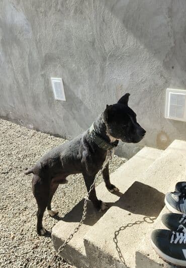 İtlər: Pitbul, 5 il, Erkek, Peyvəndli, Pulsuz çatdırılma