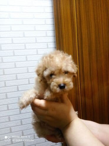 сколько стоит миниатюрный пудель: Пудель — 2