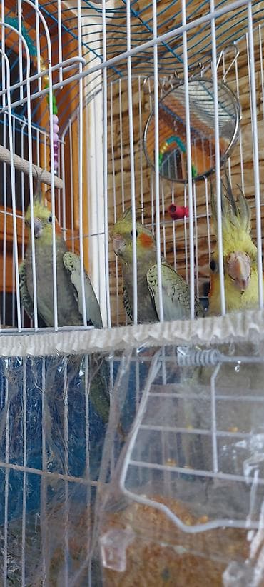 qefes boyuk: Nimfa (cockatiel) tutuquşuları və qəfəs dəsti - Növ: Nimfa (Nymphicus — 6