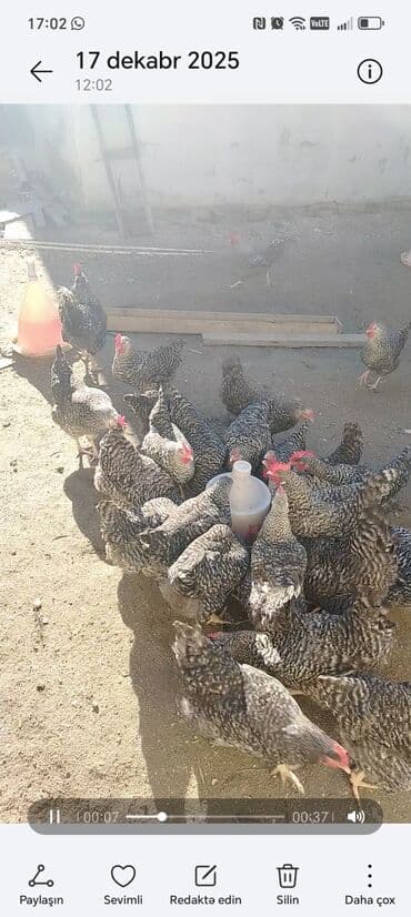 Gəmiricilər: Toyuq, Damazlıq — 1