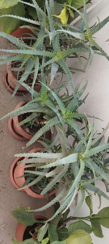 qadın xoşbəxtliyi: Qadın xöşbəxtliyi gülü, torpağı münbit torpaqdır,gül sağlamdır,ev və — 10