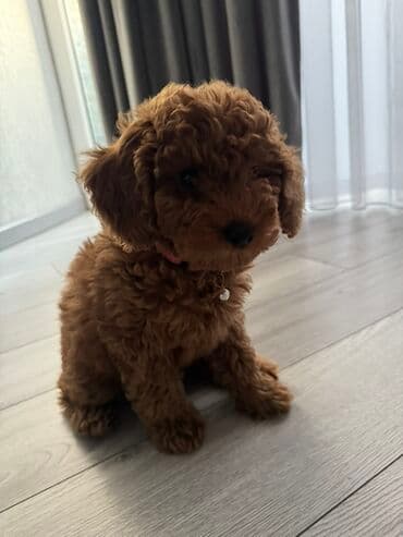 pudel bala: Pudel, 3 ay, Dişi, Pulsuz çatdırılma — 2