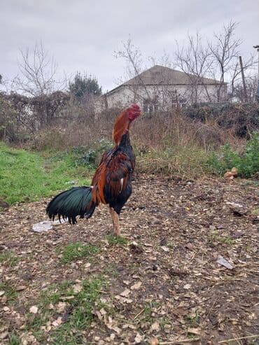 Бараны, овцы: Salam tam ciddi wexslere doyuwun atacam — 1