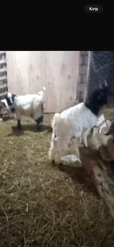 mal heyvan satisi: (2 baş).Erkek Dişi diri 16 . 17 kq cekılerı var saxlamaxlıx çepişderdi — 2