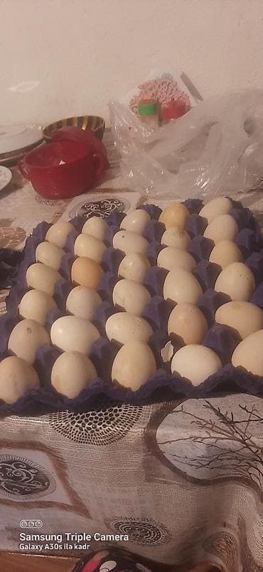mandalin ordek: Təzə ördək yumurtası yalniz zeng edin firenq yumurtalari biri 1 man - — 1