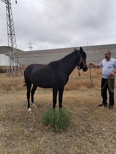korella quşu acıq sarı 45 azn: Qara rəngli at – minik və kənd təsərrüfatı işləri üçün - Cins tipi — 4