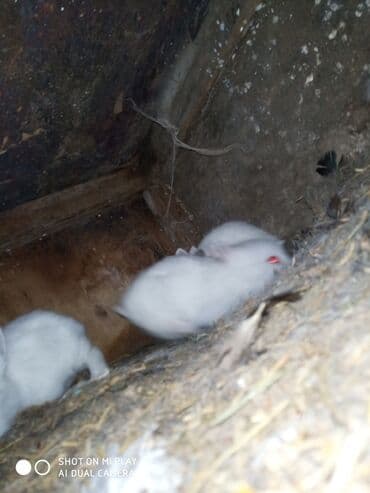 dovşan satişi: Hədiyyəlik təcili əsil natura karlik dovşanlar satılır ucuz qiymətə — 4