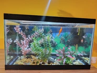 akvarium filterleri: Təcili satılır köclə — 8