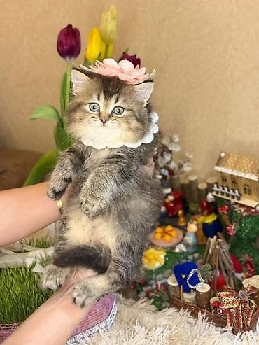 pisik sahiplendirme: Yaxşı əllərə — 1