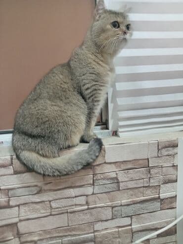 Britan, Dişi, Yaxşı əllərə, Ödənişli çatdırılma